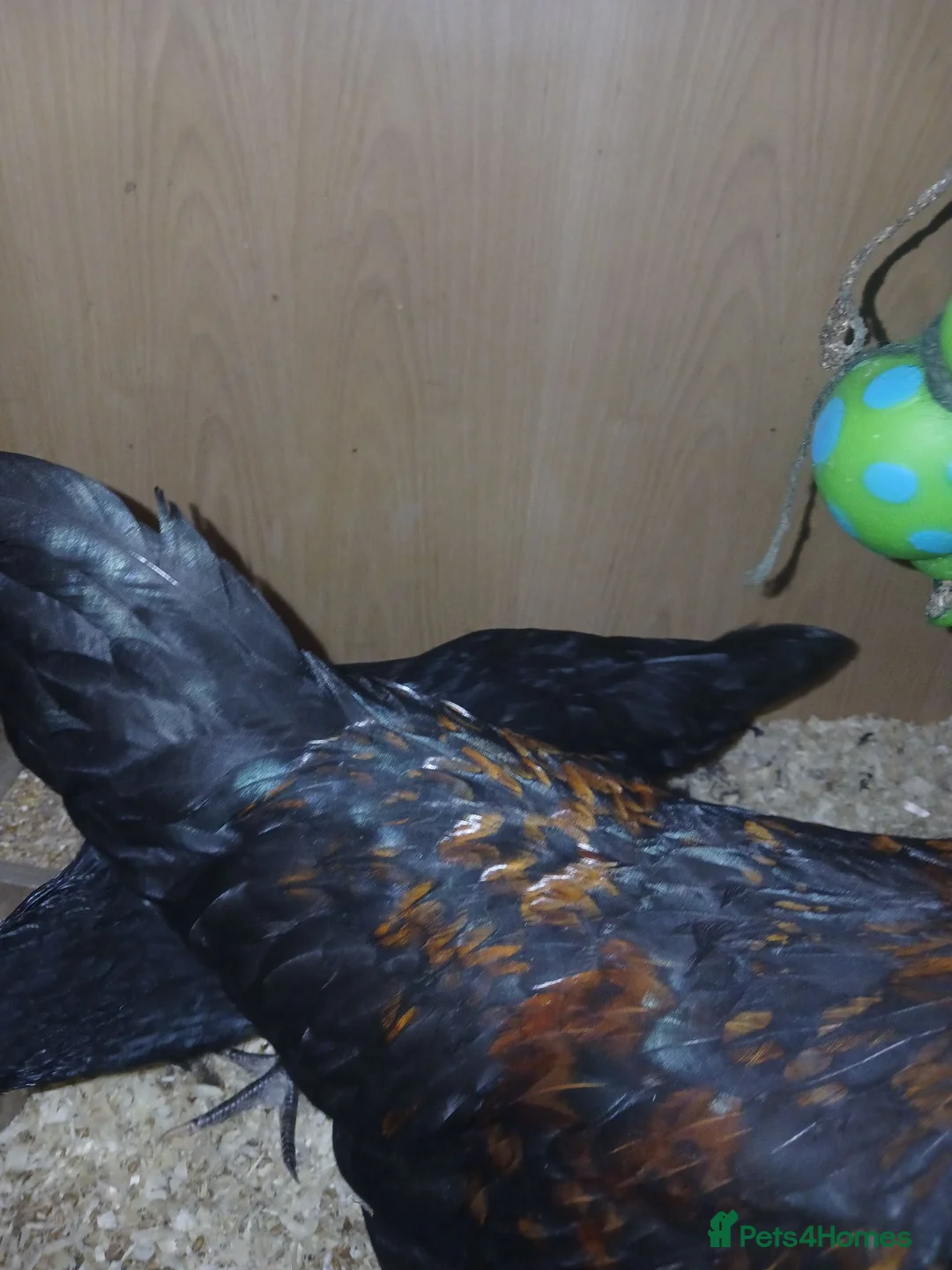 Chickens poultry for sale: chickens need rehousing one female and one male  in Worksop - Advert 2