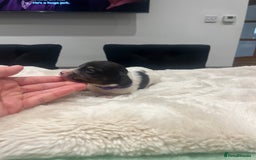 Dachshund dogs for sale: Tiny long haired piebald dachshunds for sale ! - Image 12