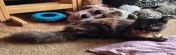 Mixed Breed cats for sale: 3 adorable boy kittens - Advert 2
