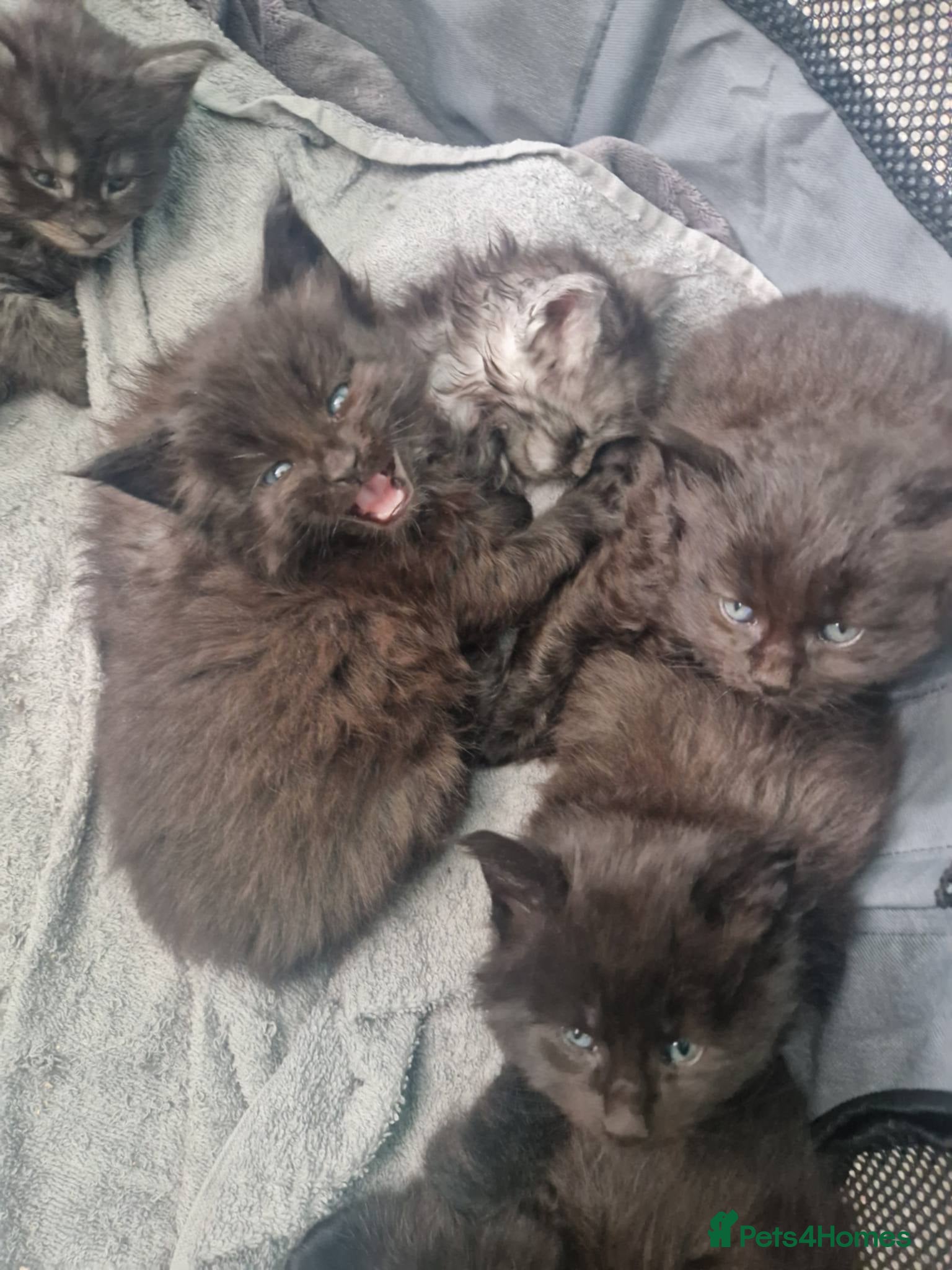 Maine Coon cats Maine Coon Kittens Russian & European Champ Lines - Advert 2