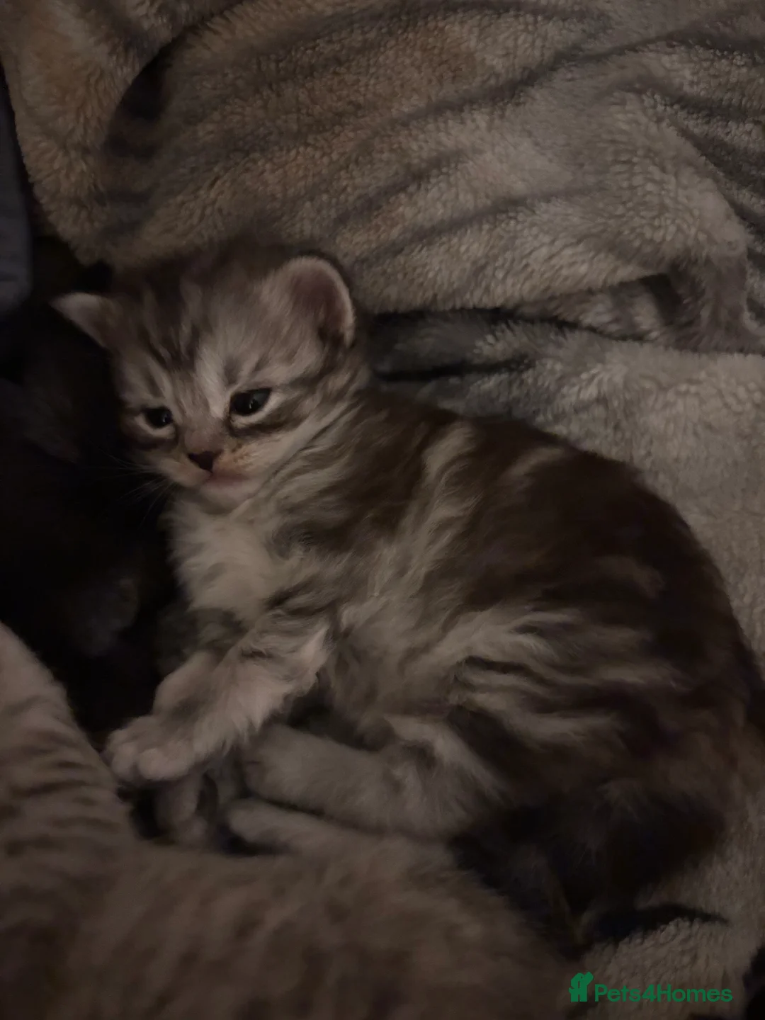 Mixed Breed cats for sale: Mixed breed kittens- ragdoll and tabby - Advert 5