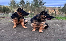 German Shepherd dogs for stud: Herman Kennel Club registered GSD-stud in Doncaster - Image 14