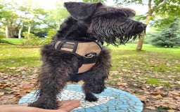Miniature Schnauzer dogs for sale: Male Miniature Schnauzer - Advert 2