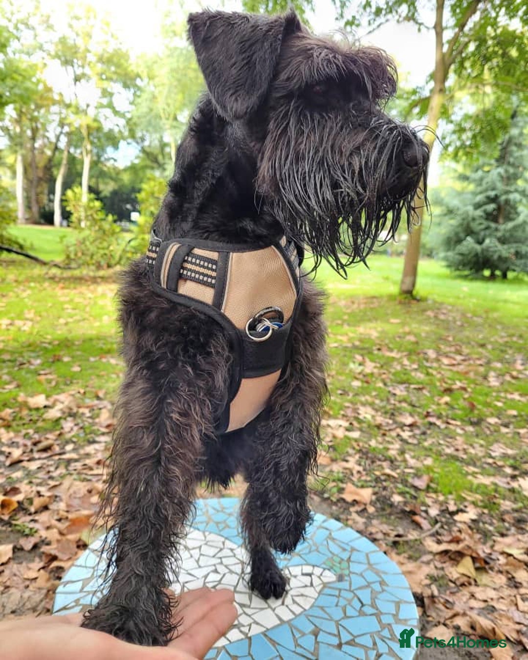 Miniature Schnauzer dogs for sale: Male Miniature Schnauzer - Advert 2