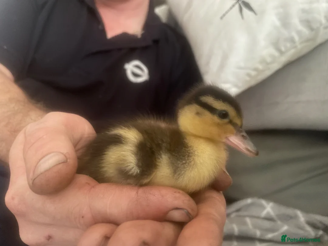 Ducks poultry for sale: Call duck ducklings  - Advert 2