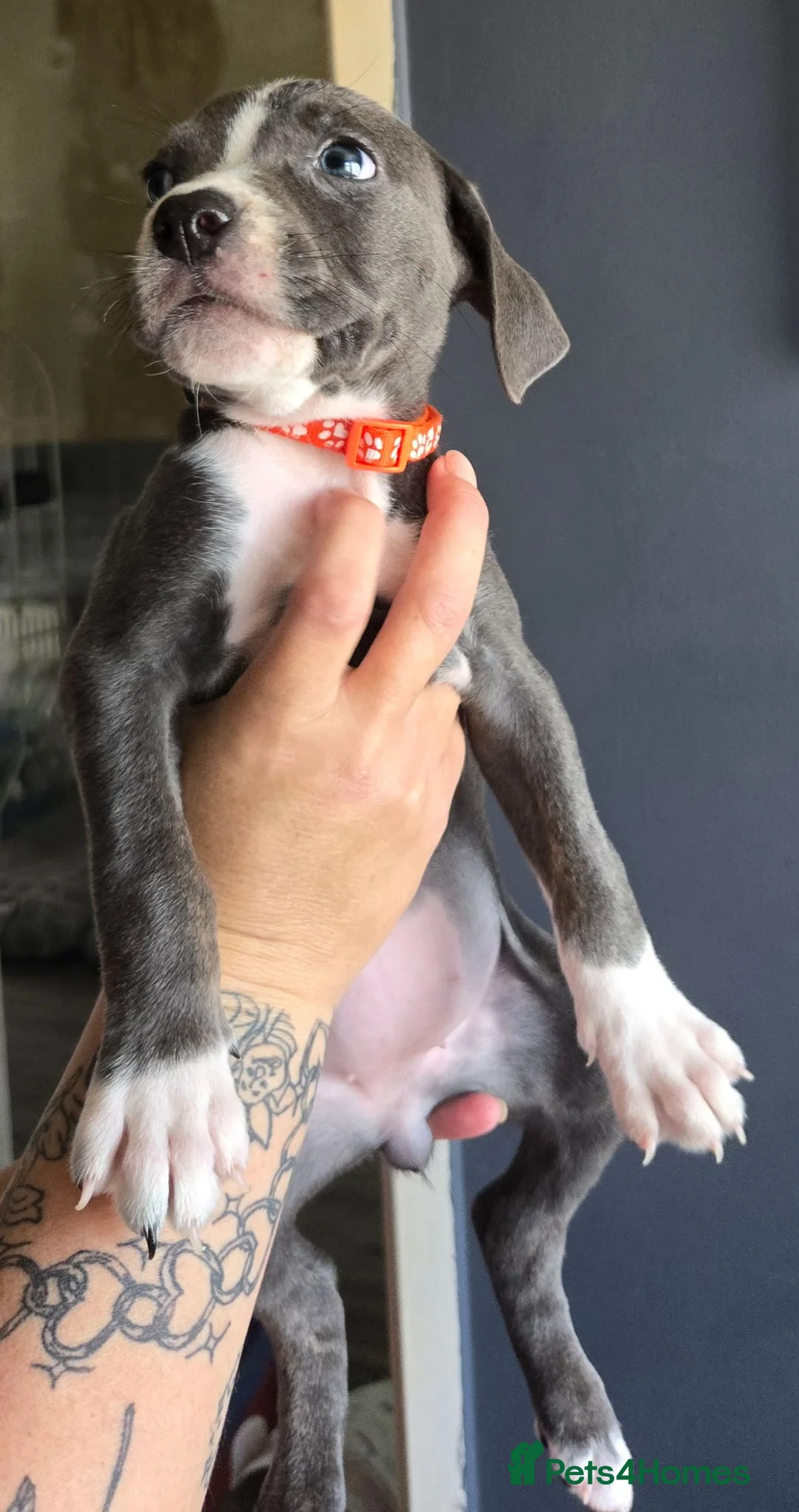 Mixed Breed dogs for sale: Cain corso x pocket bully in Potters Bar - Advert 8