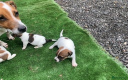 Jack Russell dogs for sale: Adorable jack Russell puppies  - Image 5