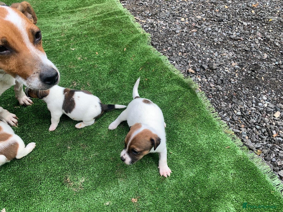 Jack Russell dogs for sale: Adorable jack Russell puppies  - Image 5