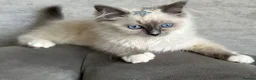 Ragdoll cats for sale: ⭐️ Meet Our Beautiful Ragdoll Babies ⭐️ - Advert 4