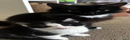 Mixed Breed cats for sale: Black and white male - Advert 3