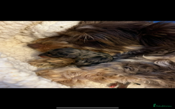 Yorkshire Terrier dogs for sale: Chocolate Merle yorkshire terrier  - Image 12