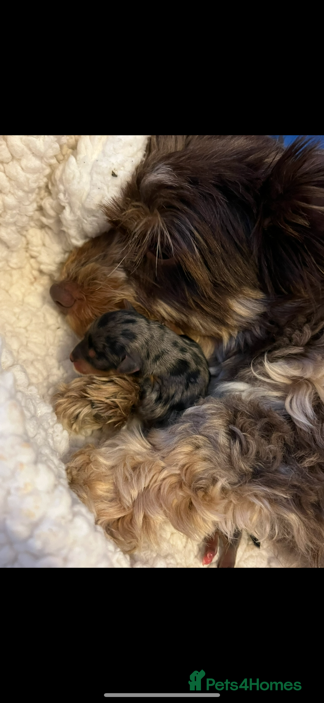 Yorkshire Terrier dogs for sale: Chocolate Merle yorkshire terrier  - Image 12