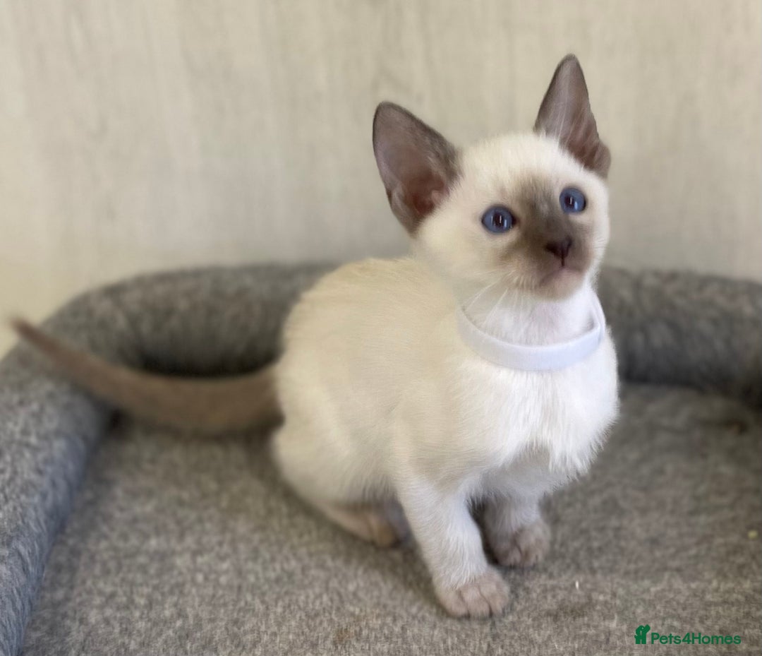 Siamese cats for sale: GCCF Registered Traditional Siamese Kittens.  - Image 30