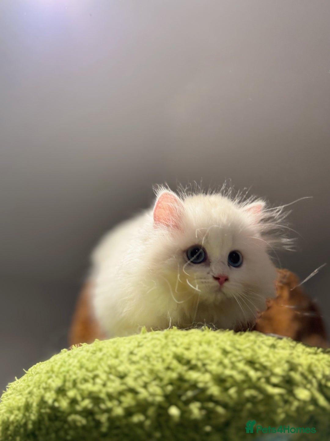 Munchkin cats for sale: Top level Super stunning & rare Minuet - Advert 11