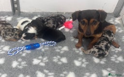 Jack Russell dogs for sale: True miniature Jack Russell’s  - Image 11