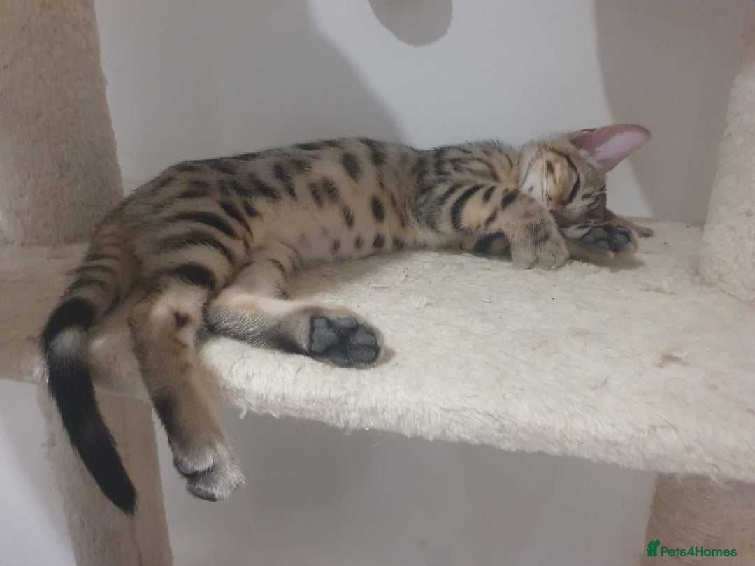 Bengal cats for sale: Bengal kittens - Image 6