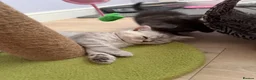 British Shorthair cats for sale: Cutest bsh babies 🤍🦋🤍  - Advert 5