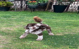 Cavapoo dogs for sale: TOY Fluffy Cavapoo’s From Health Tested Parents - Image 35