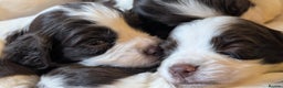 English Springer Spaniel dogs for sale: Gorgeous chunky Springer Spaniels for sale - Advert 5