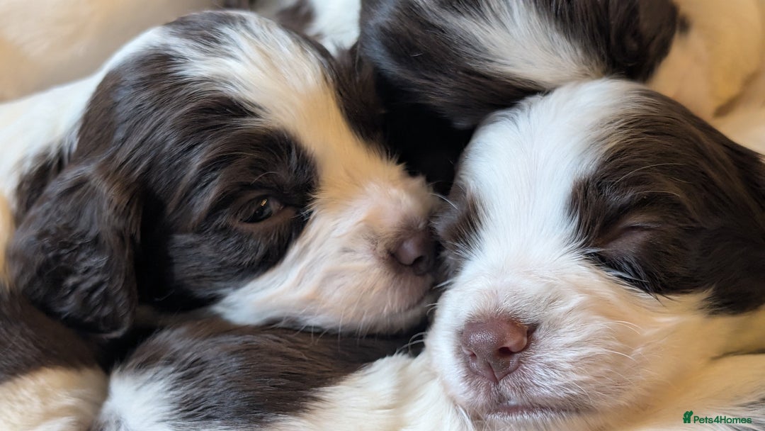 English Springer Spaniel dogs for sale: Gorgeous chunky Springer Spaniels for sale - Advert 5