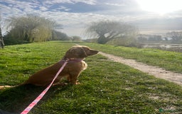 Cocker Spaniel dogs for sale: Meet Daisy – looking for her forever home❤️ - Advert 33