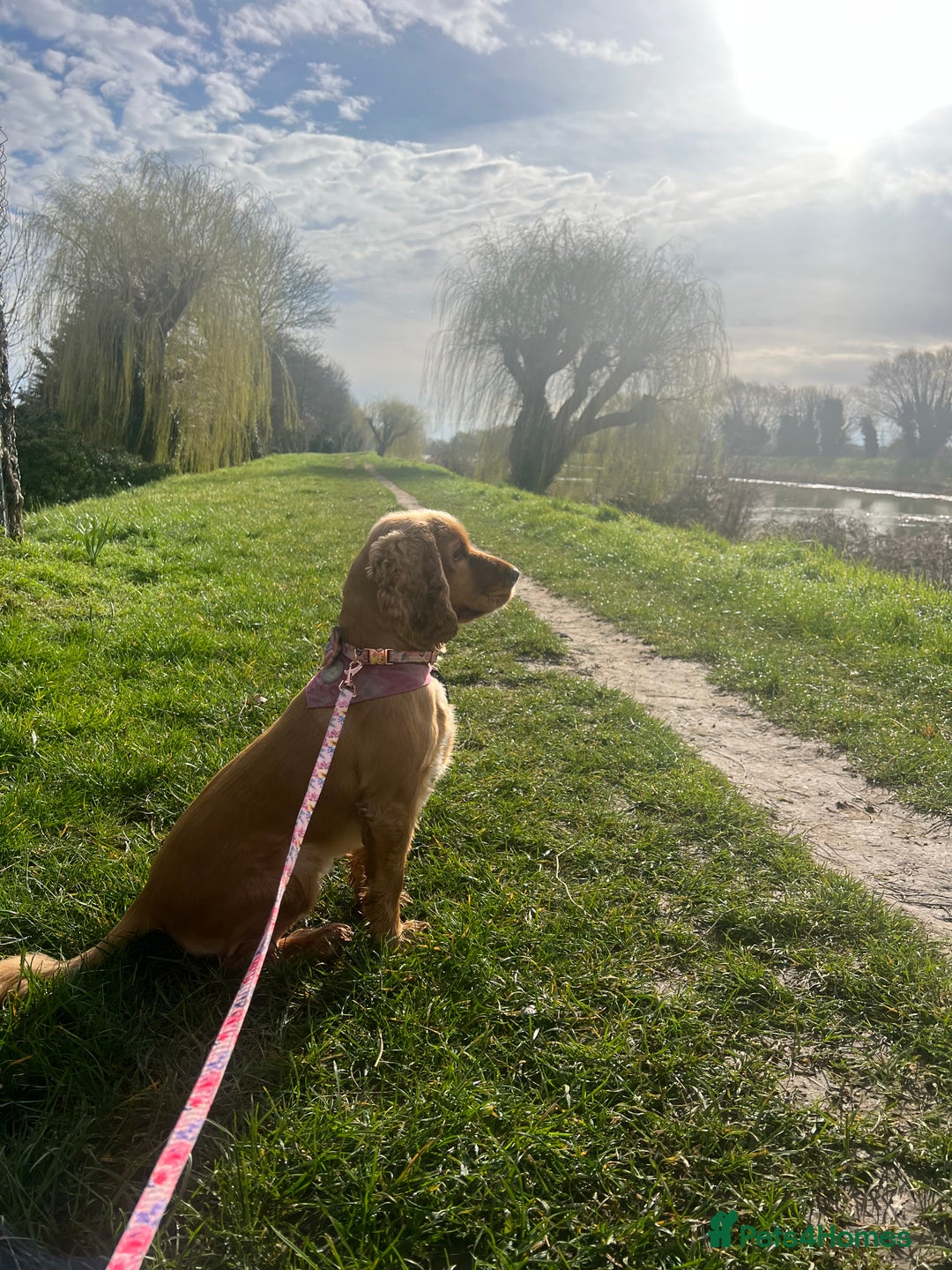 Cocker Spaniel dogs for sale: Meet Daisy – looking for her forever home❤️ - Advert 33