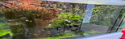 Other/Mixed Breed fish for sale: Giving up guppies for free (rehome due) - Advert 4