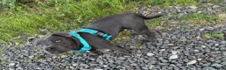 Staffordshire Bull Terrier dogs for sale: Male Staffordshire BullTerrier 8Months in Telford - Advert 8