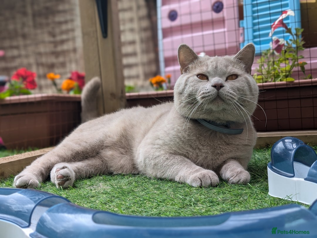 British Shorthair cats for stud: GCCF CHAMPION,TICA registered  in Barnsley - Advert 3