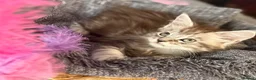 Maine Coon cats for sale: Beautiful Maine Coon kittens **READY NOW*** - Advert 19