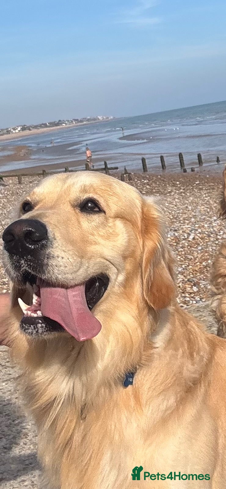 Golden Retriever dogs  Niro golden stud  - Advert 1