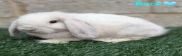 Mini Lop rabbits for sale: Pure breed mini lop bucks - Advert 4