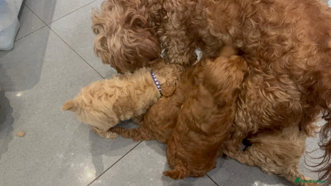 Cavapoo dogs for sale: Beautiful puppies  Cavapoo F1b - Advert 12