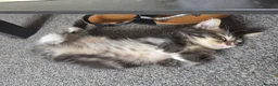 Mixed Breed cats for sale: 3 kittens remaining  - Advert 7