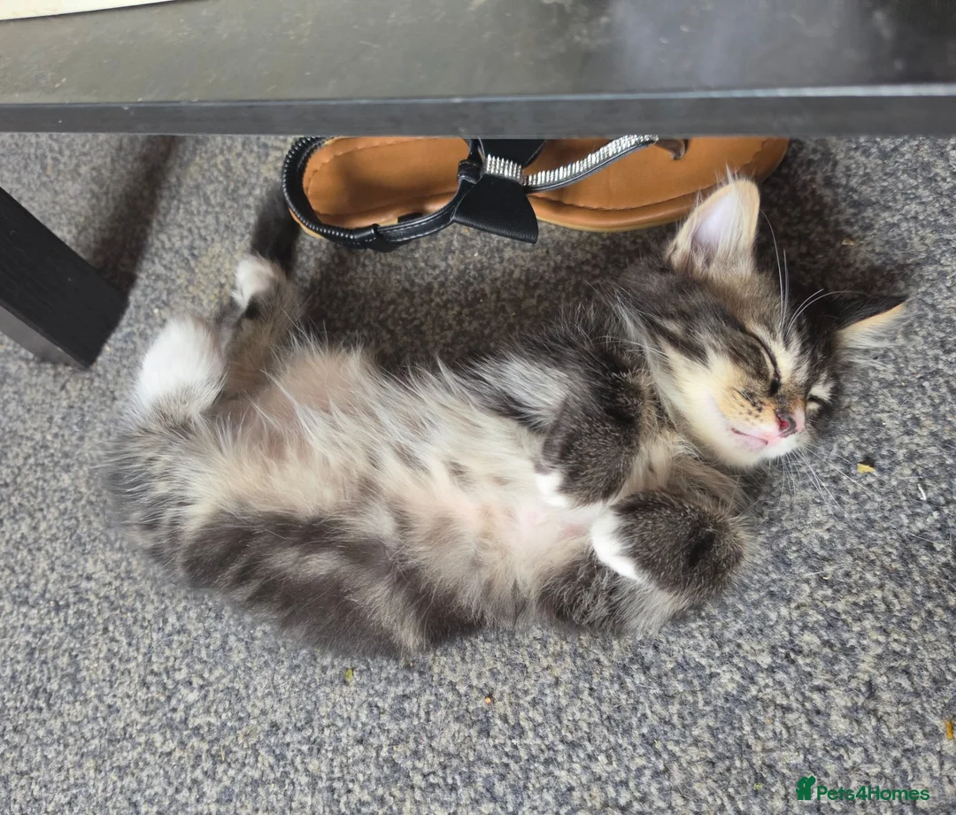 Mixed Breed cats for sale: 3 kittens remaining  - Advert 7