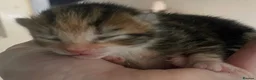 Mixed Breed cats for sale: Beautiful litter of kittens 💓  in Bootle - Advert 7