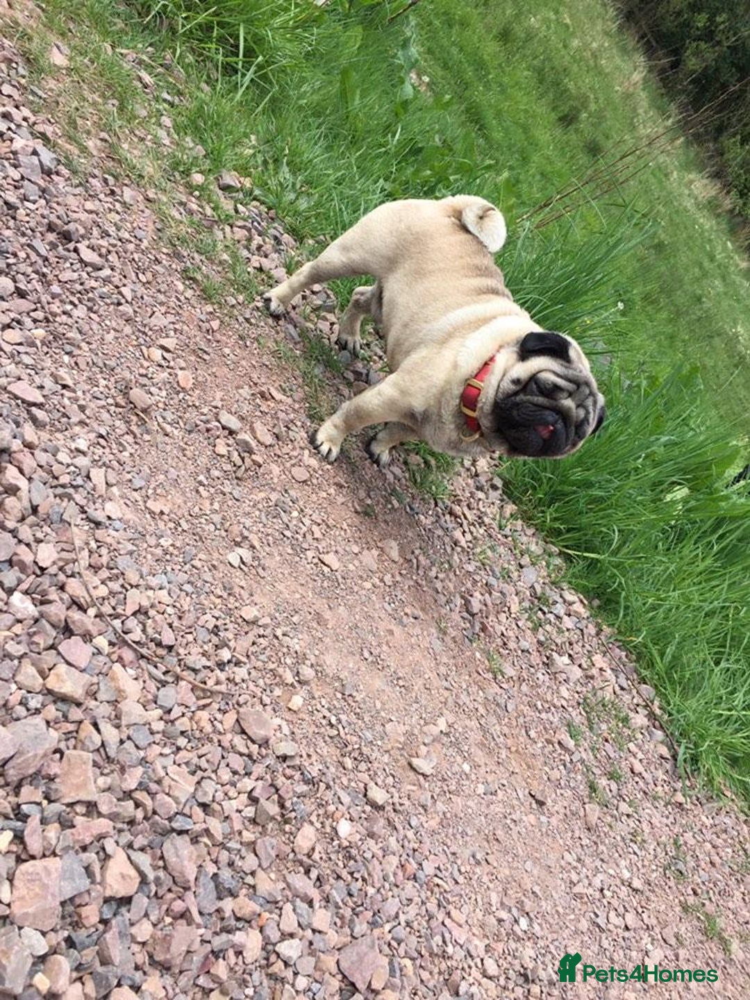 Pug dogs for stud: Ernie the fawn stud  in Ebbw Vale - Advert 8