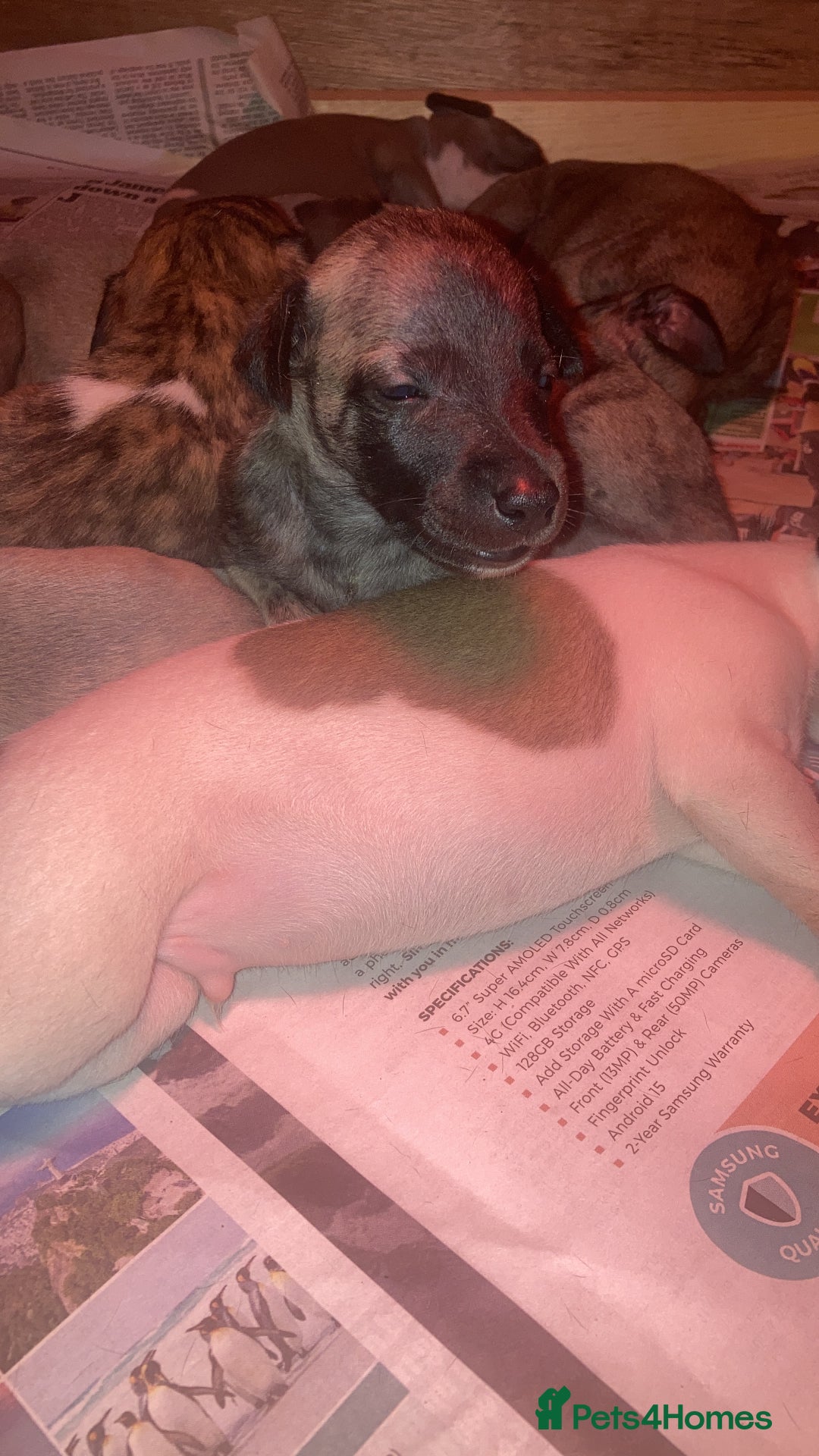 Whippet dogs for sale: Whippet pups  - Image 5