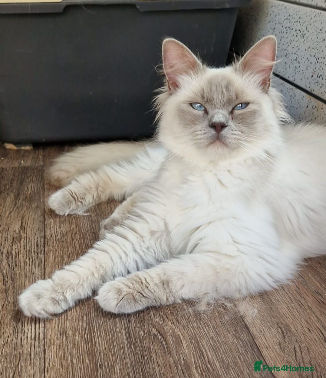 Ragdoll cats GCCF Registered Ragdoll - Advert 18