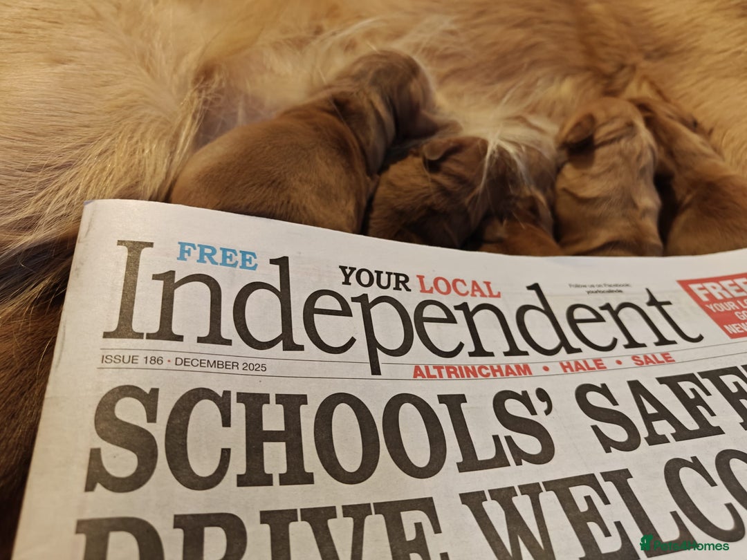 Mini Goldendoodle dogs for sale: Superb home-bred F1 Mini Goldendoodle GIRL - Advert 21