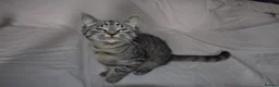 Mixed Breed cats for sale: 6 kittens desperately looking for a forever home - Advert 36