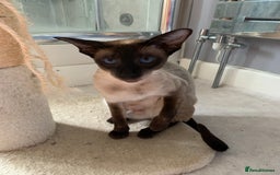 Siamese cats for sale: 3 half Siamese kittens  - Image 13