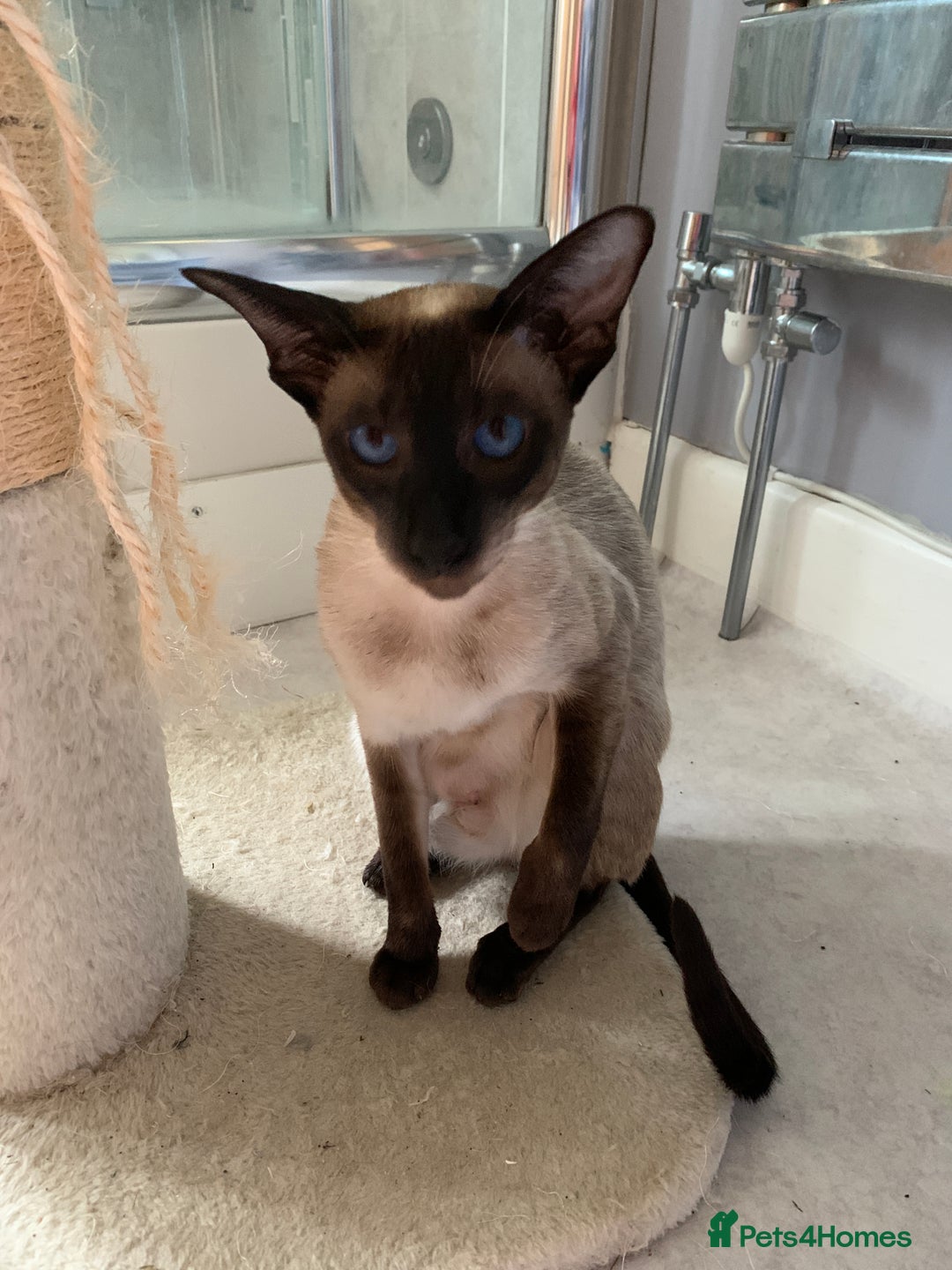 Siamese cats for sale: 3 half Siamese kittens  - Image 13