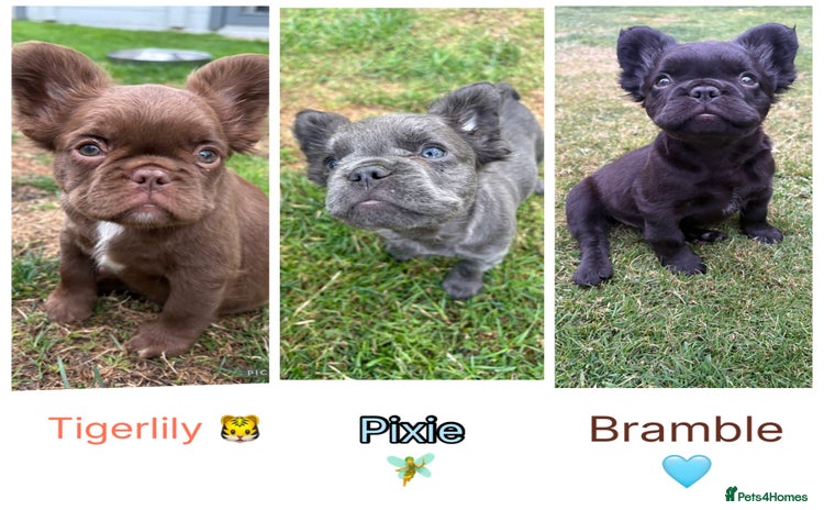 French Bulldog dogs - Advert 3