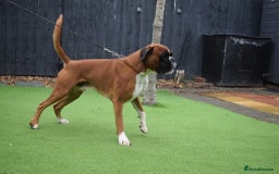 Boxer dogs for stud: Fully Health tested euro / kc reg Boxsanuk Gelso  in Newcastle upon Tyne - Image 26