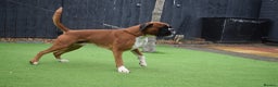 Boxer dogs for stud: Fully Health tested euro / kc reg Boxsanuk Gelso  in Newcastle upon Tyne - Advert 26