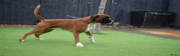 Boxer dogs for stud: Fully Health tested euro / kc reg Boxsanuk Gelso  in Newcastle upon Tyne - Advert 26