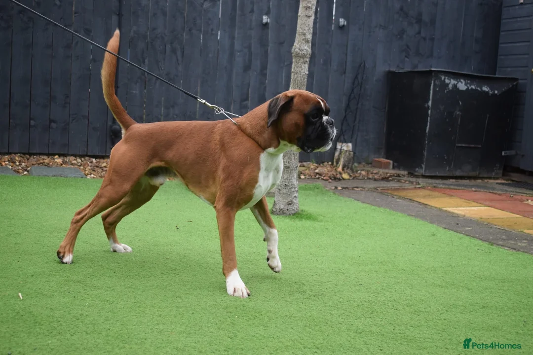 Boxer dogs for stud: Fully Health tested euro / kc reg Boxsanuk Gelso  in Newcastle upon Tyne - Advert 26