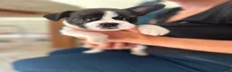 Mixed Breed dogs for sale: Boston terrier cross puppies - Advert 2