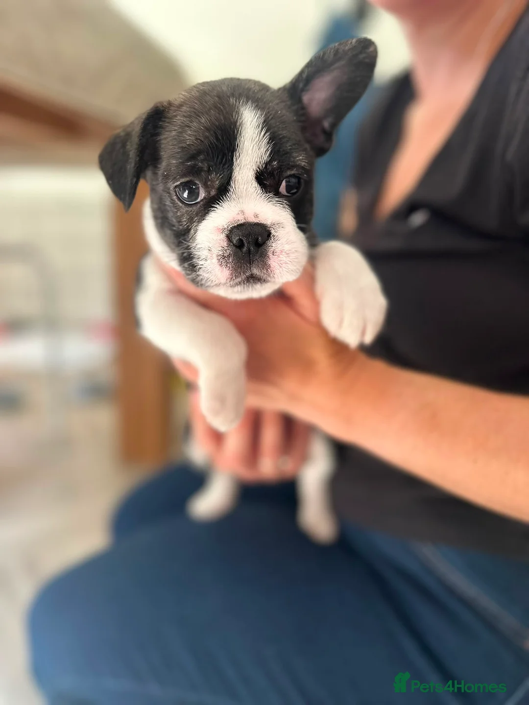 Mixed Breed dogs for sale: Boston terrier cross puppies - Advert 2